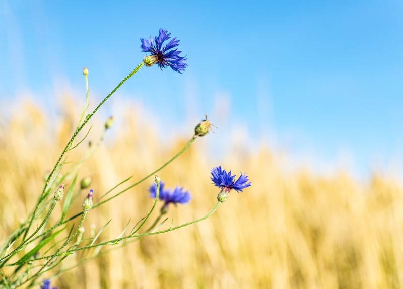 Wildflower Elegance