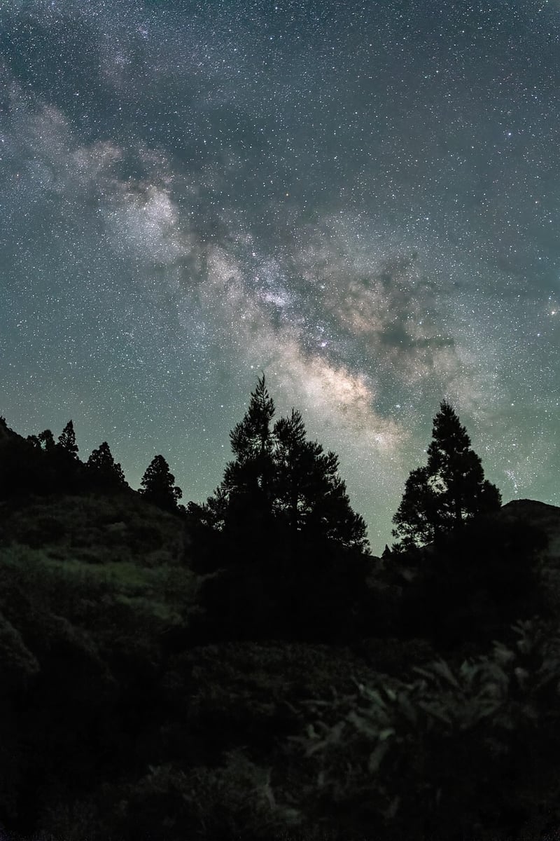 Milky Way Forest